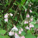 Deutzia crenata 'Flore Pleno' fleur P2A